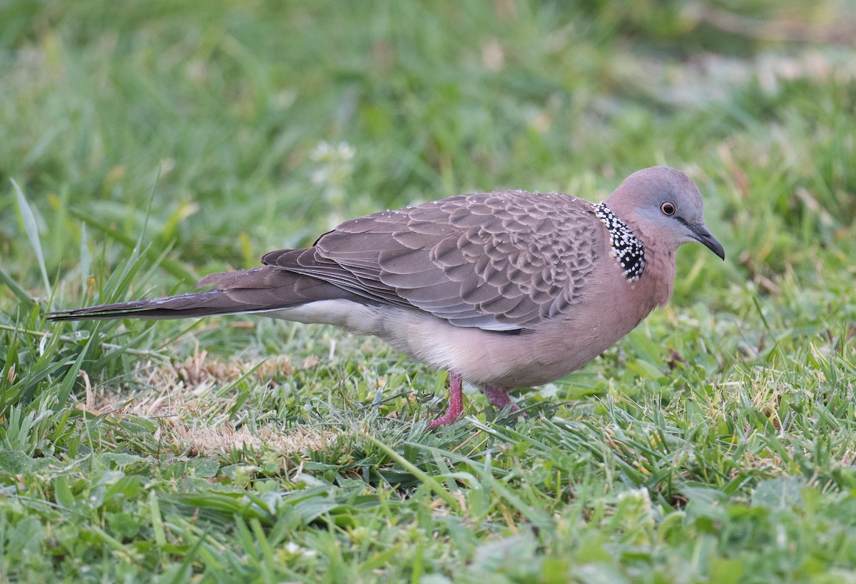 Spotted Dove - ML623349210