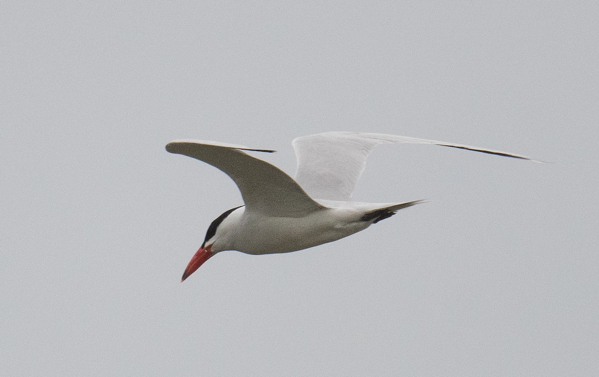 Caspian Tern - ML623349227