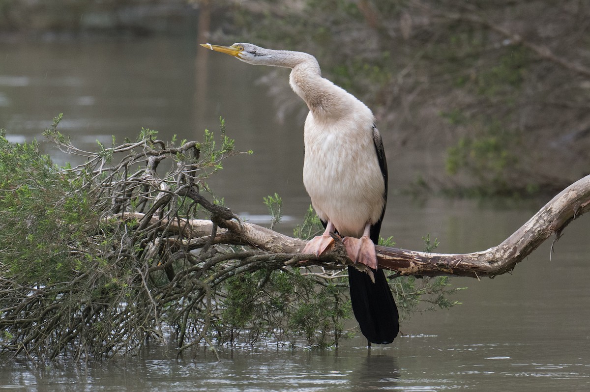 Australasian Darter - ML623349234