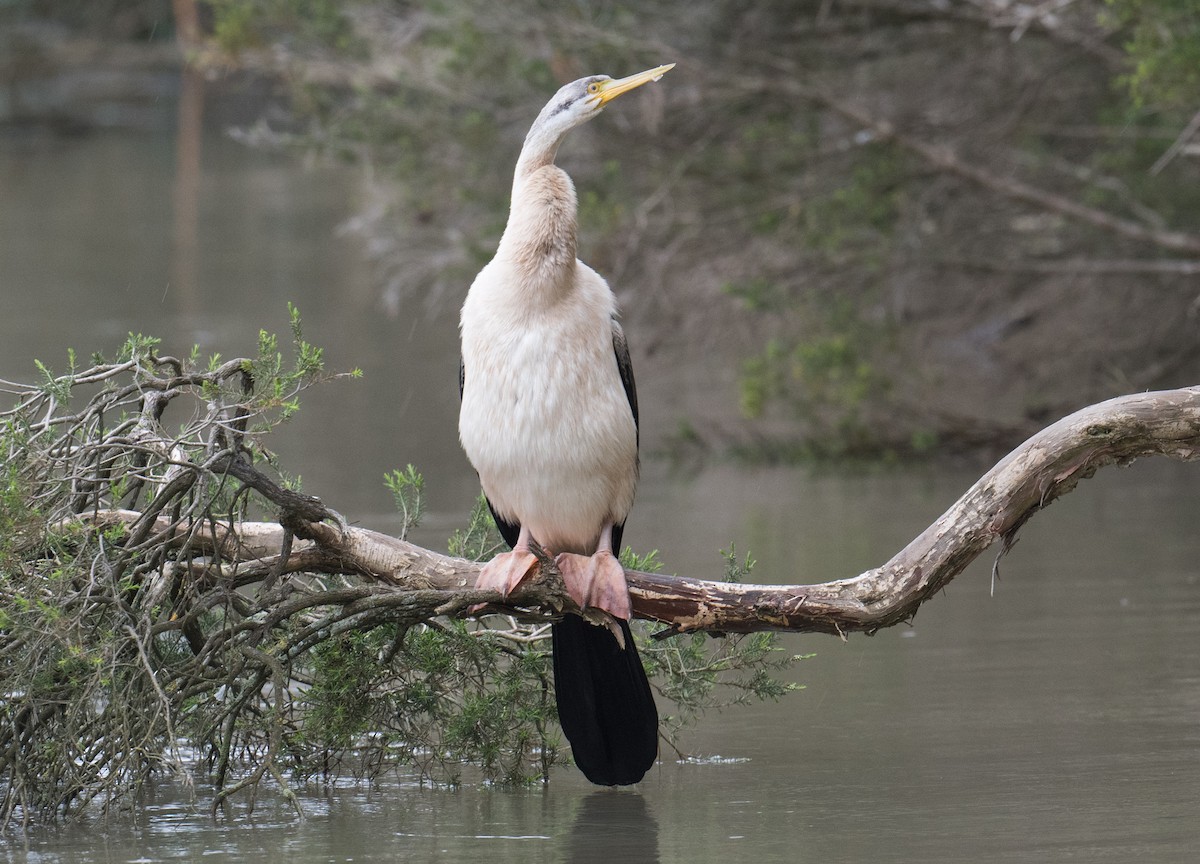 Australasian Darter - ML623349238