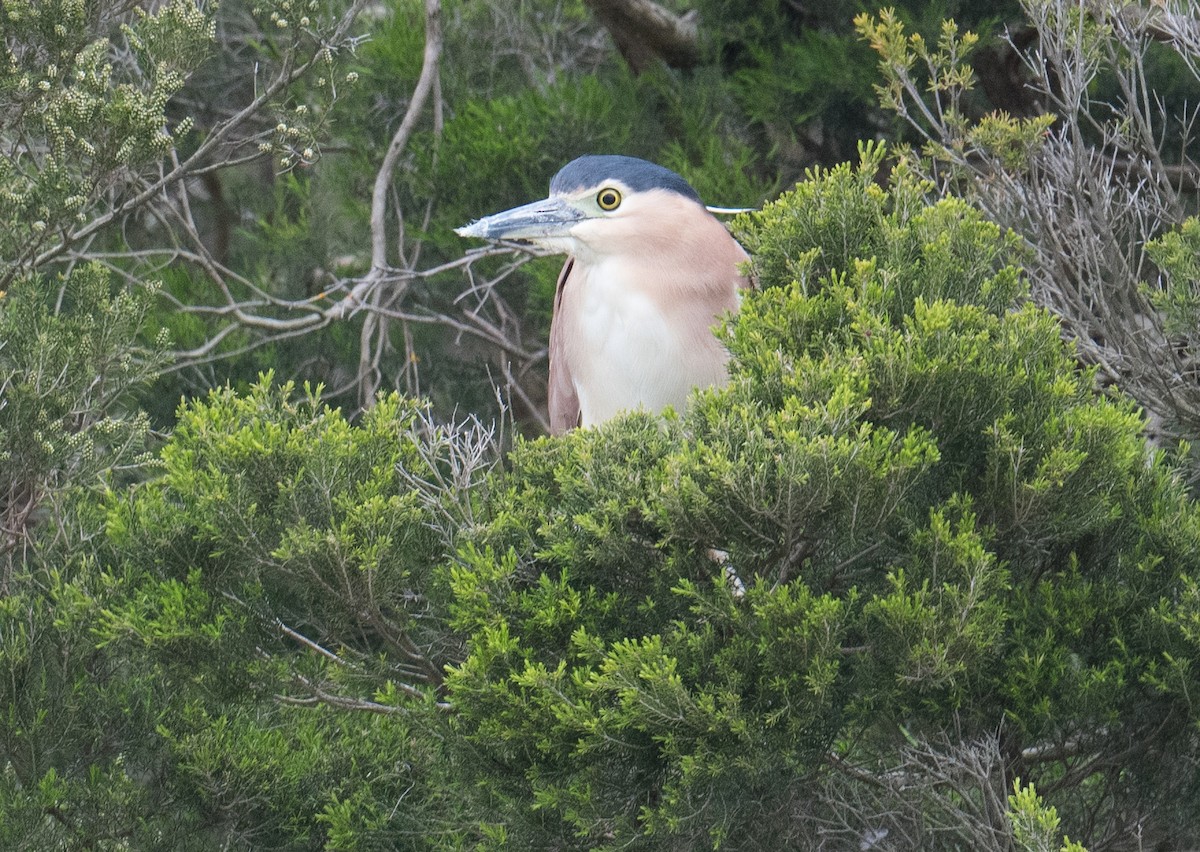 Nankeen Night Heron - ML623349250