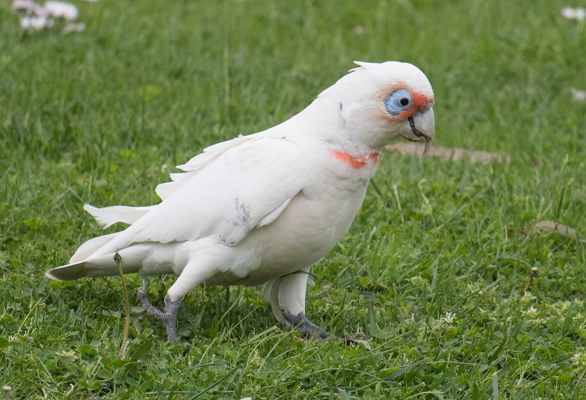 Long-billed Corella - ML623349259