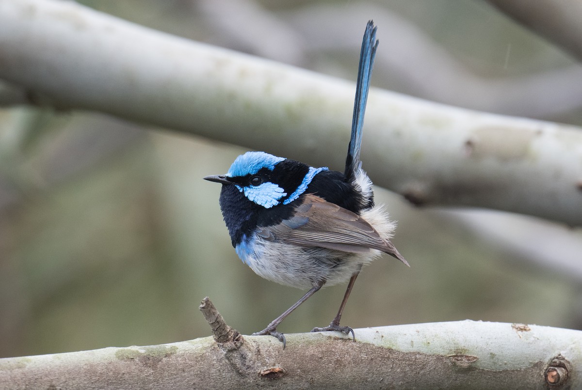 Superb Fairywren - ML623349265