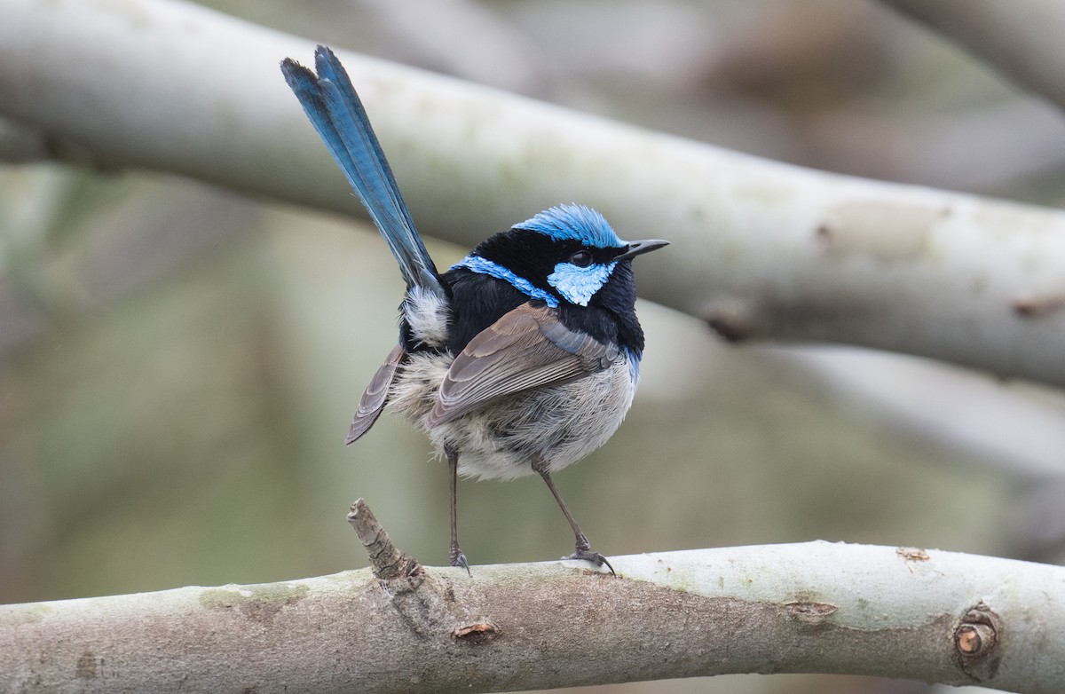 Superb Fairywren - ML623349278