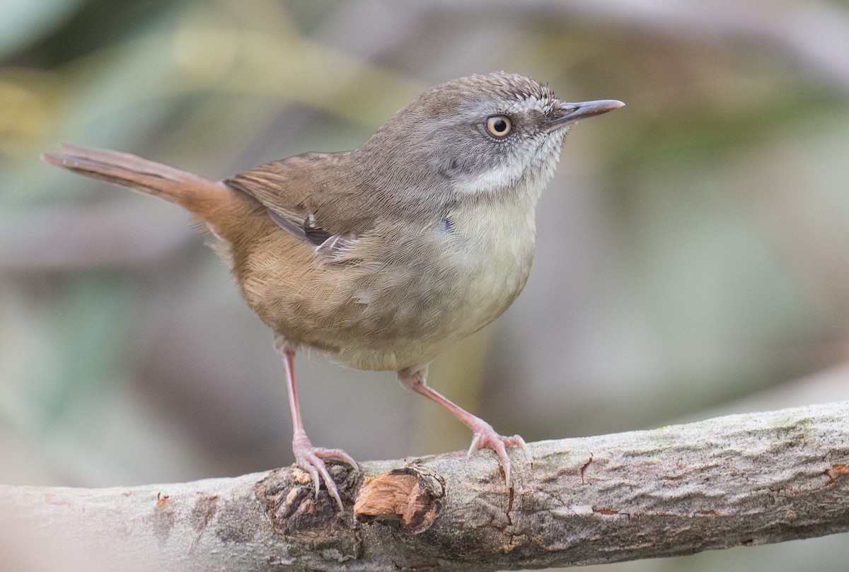 White-browed Scrubwren - John Daniels