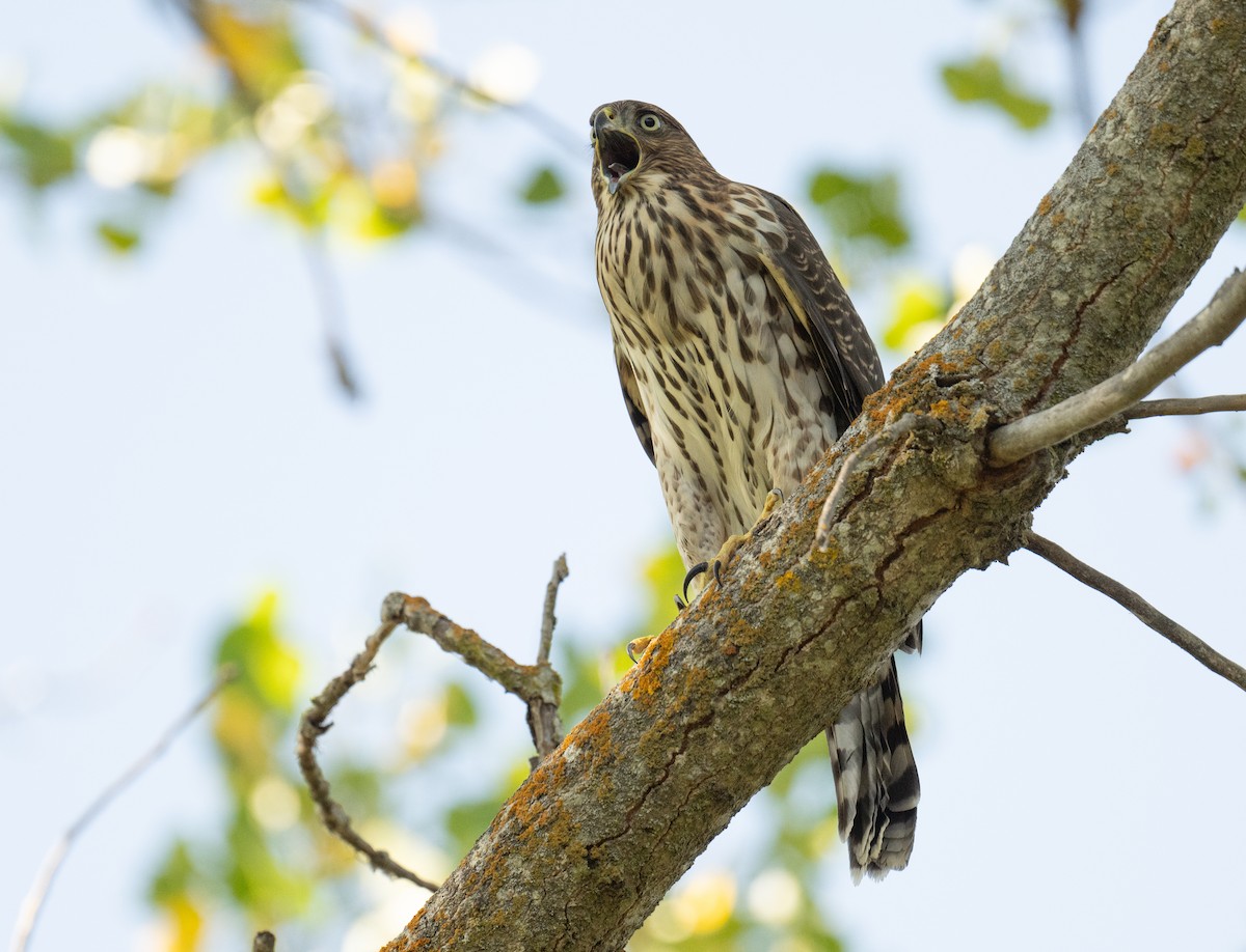 Cooper's Hawk - Colin McGregor