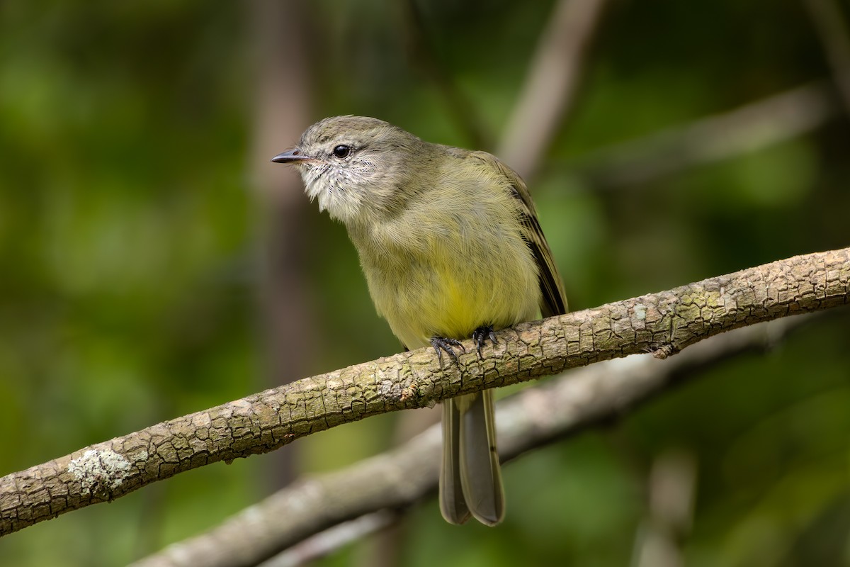 Planalto Tyrannulet - ML623349356