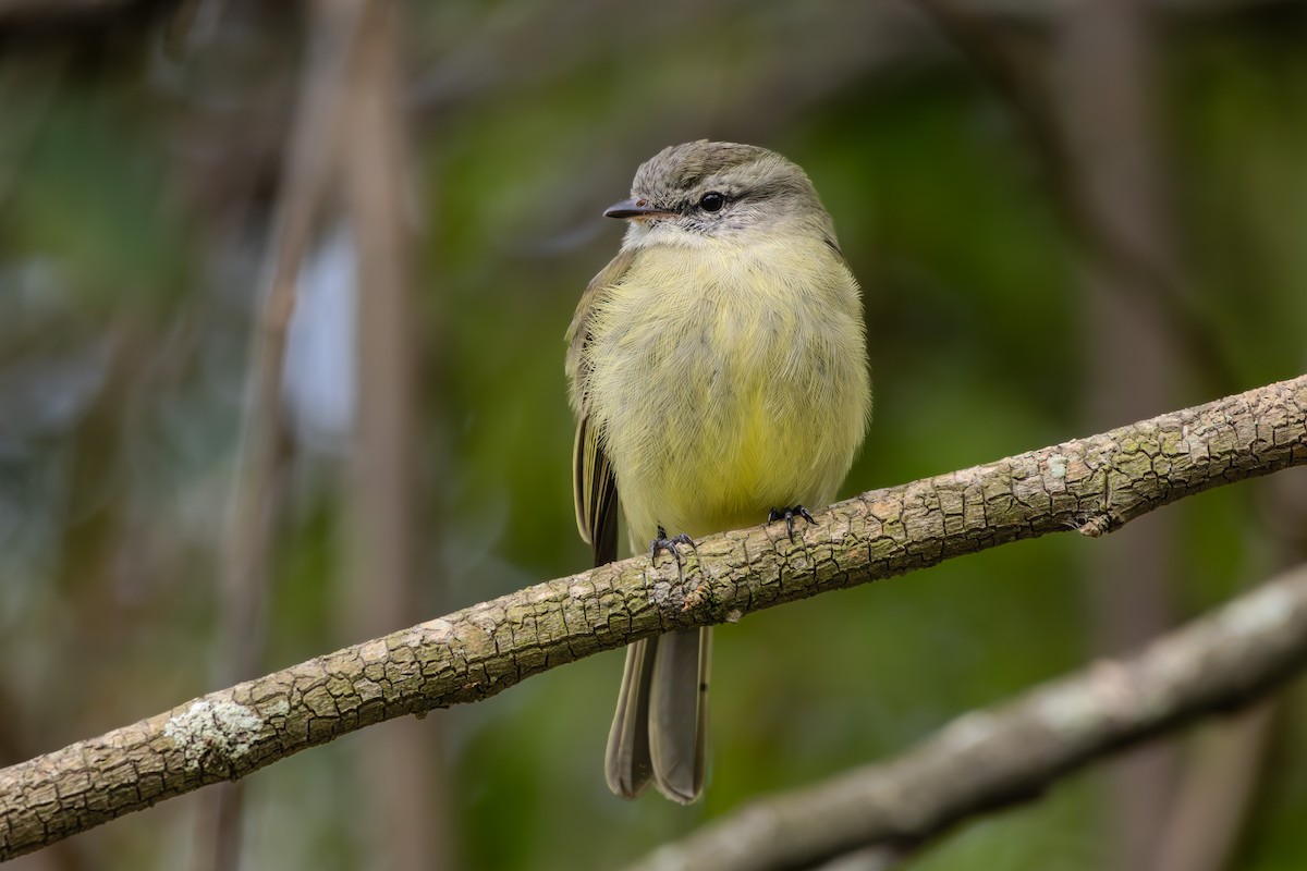 Planalto Tyrannulet - ML623349357