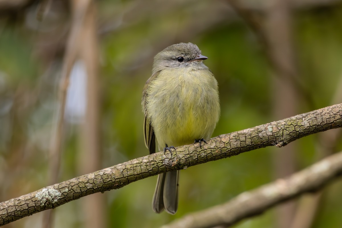 Planalto Tyrannulet - ML623349358