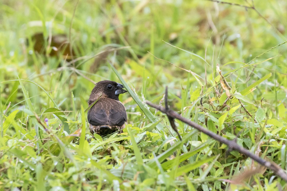 Black-throated Munia - ML623349378