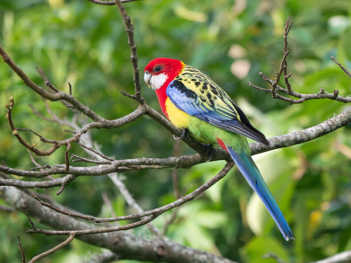 Rosella orientale - ML623349400