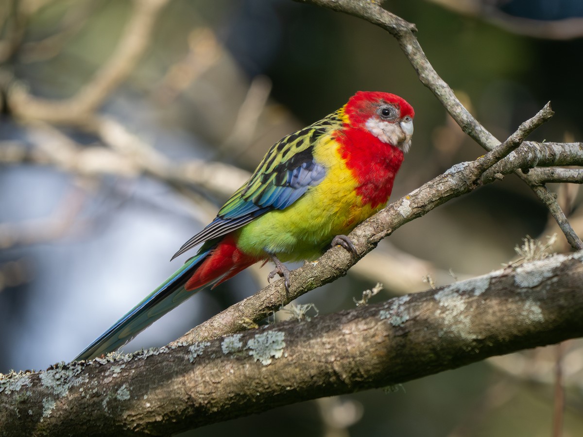 Eastern Rosella - ML623349404