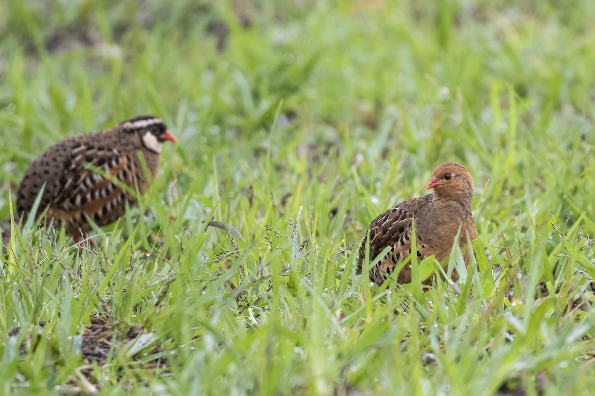 Painted Bush-Quail - Ramesh Shenai