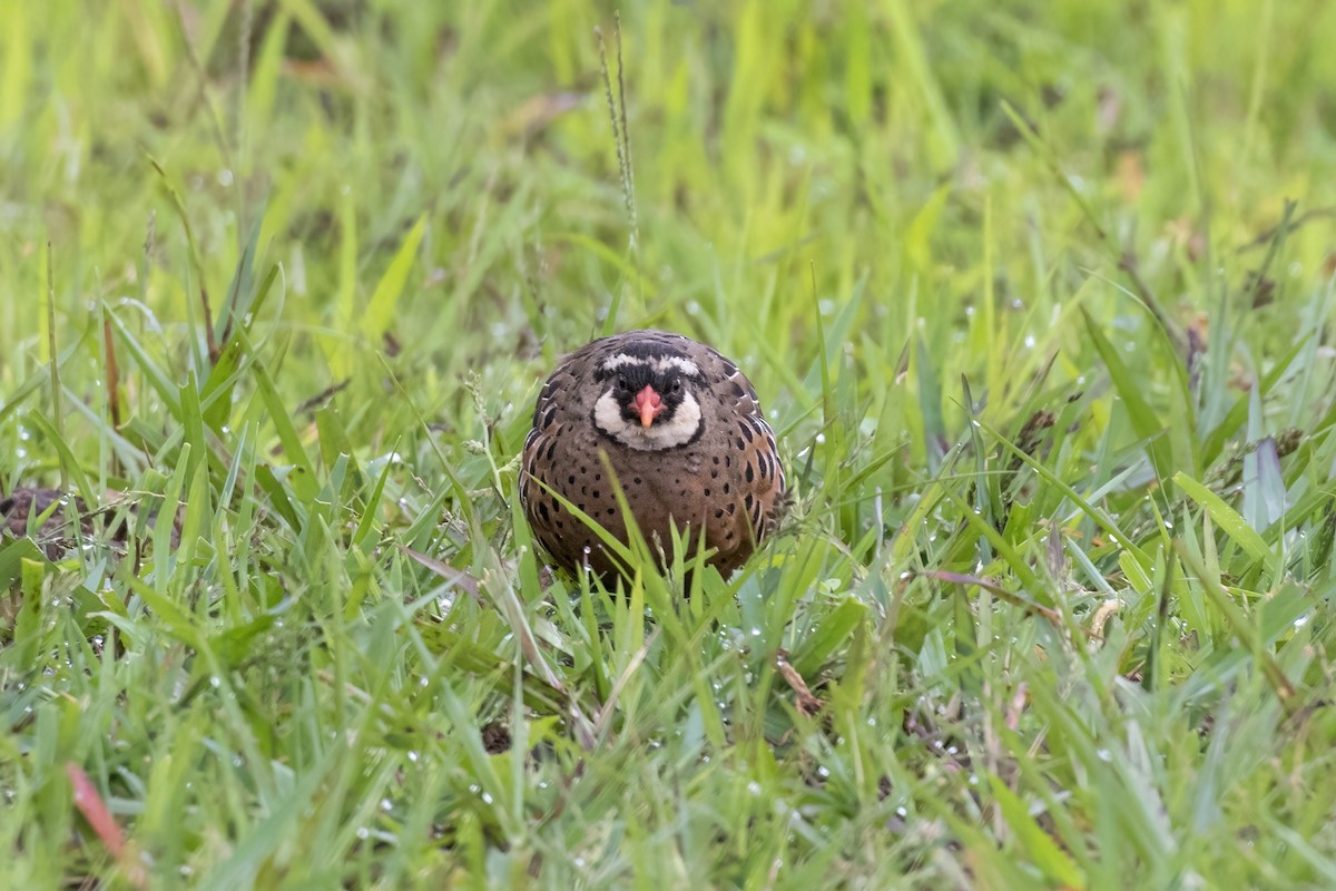 Painted Bush-Quail - ML623349454