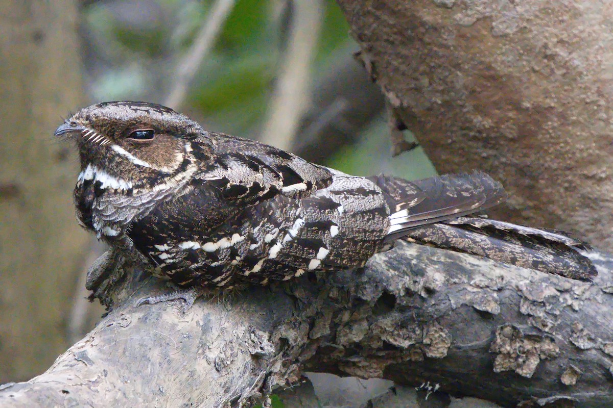 Large-tailed Nightjar - Ed Pierce