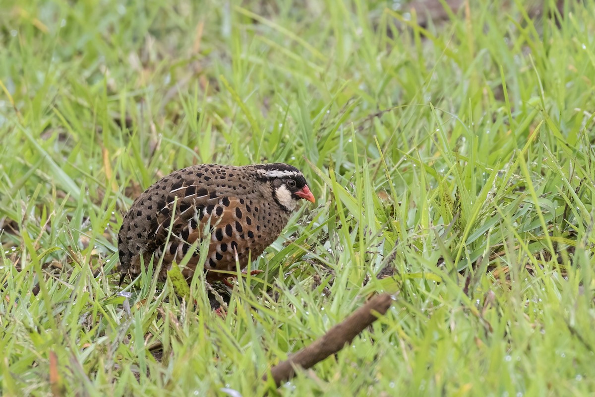 Painted Bush-Quail - ML623349467