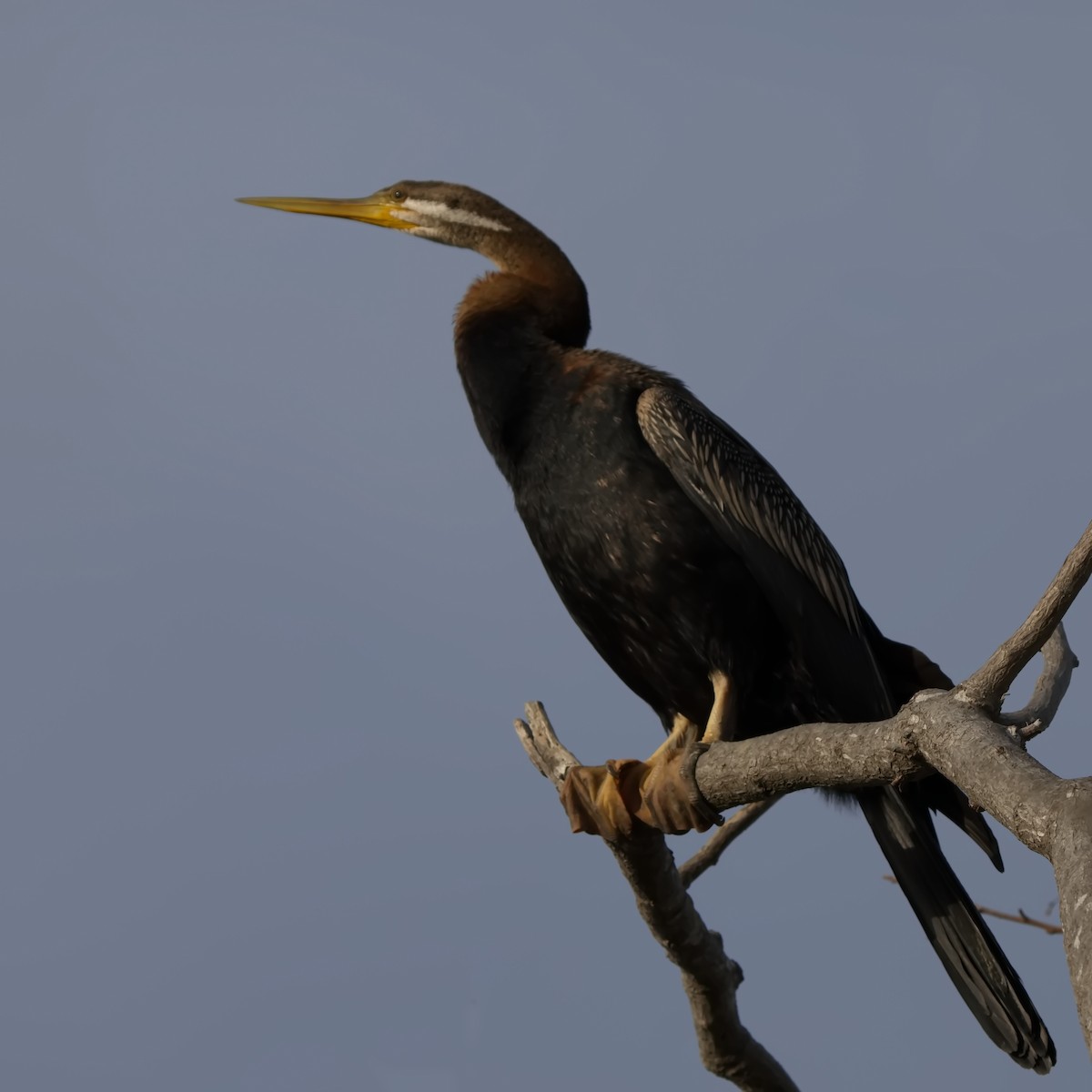 Anhinga d'Australie - ML623349469