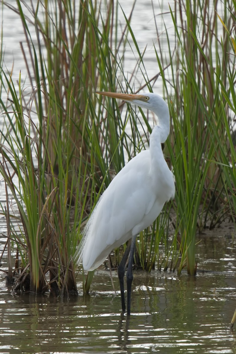 Great Egret - ML623349479