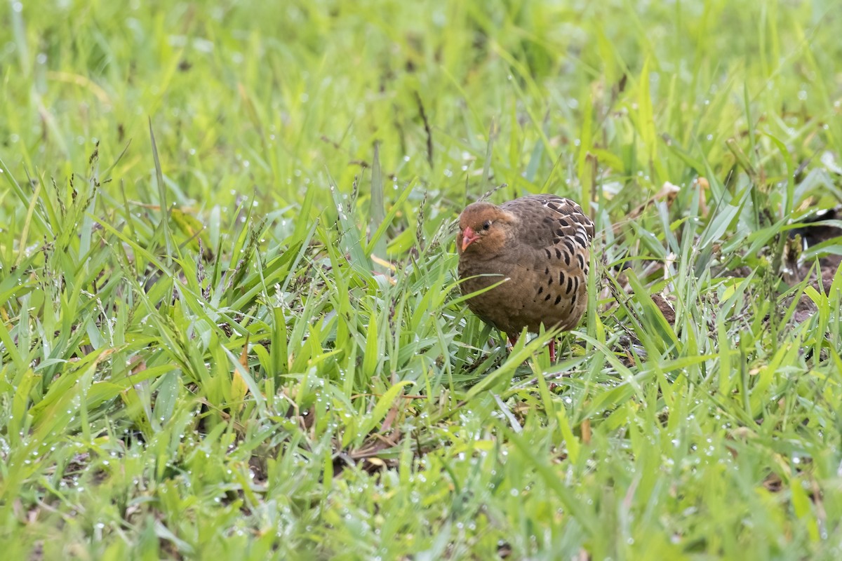 Painted Bush-Quail - ML623349482