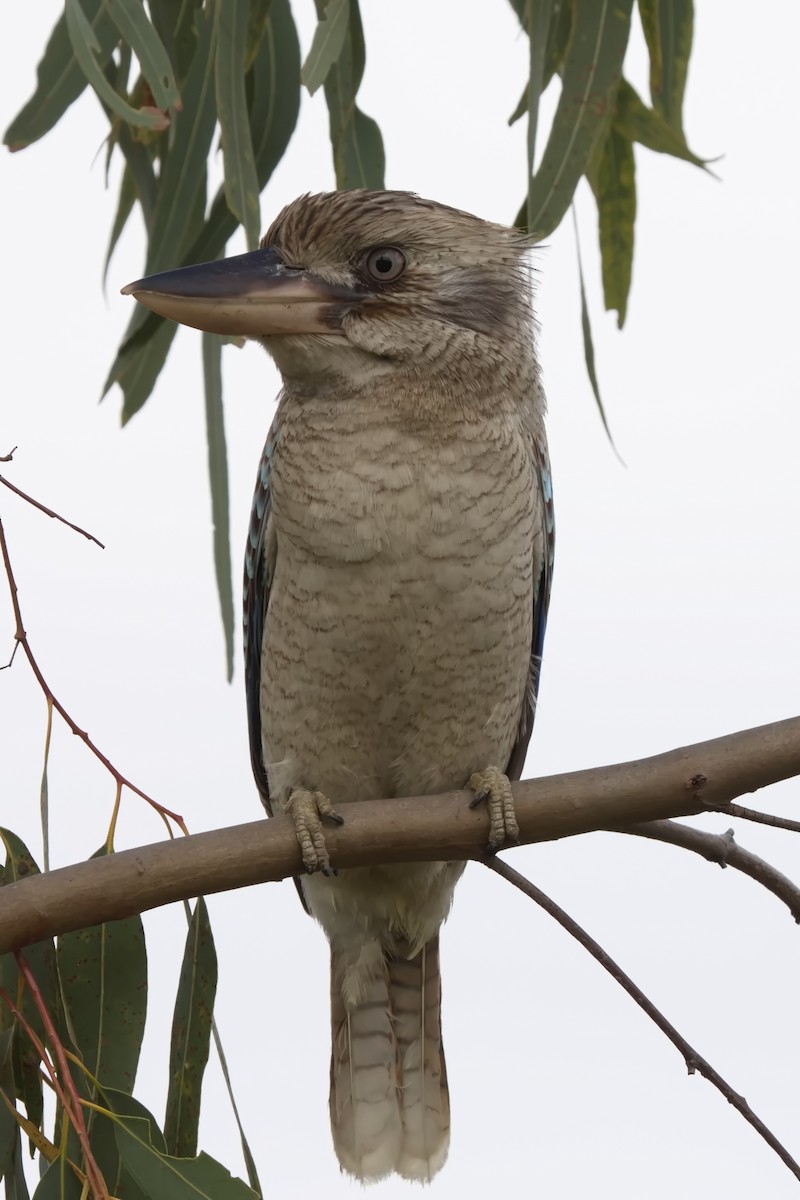 Blue-winged Kookaburra - ML623349486