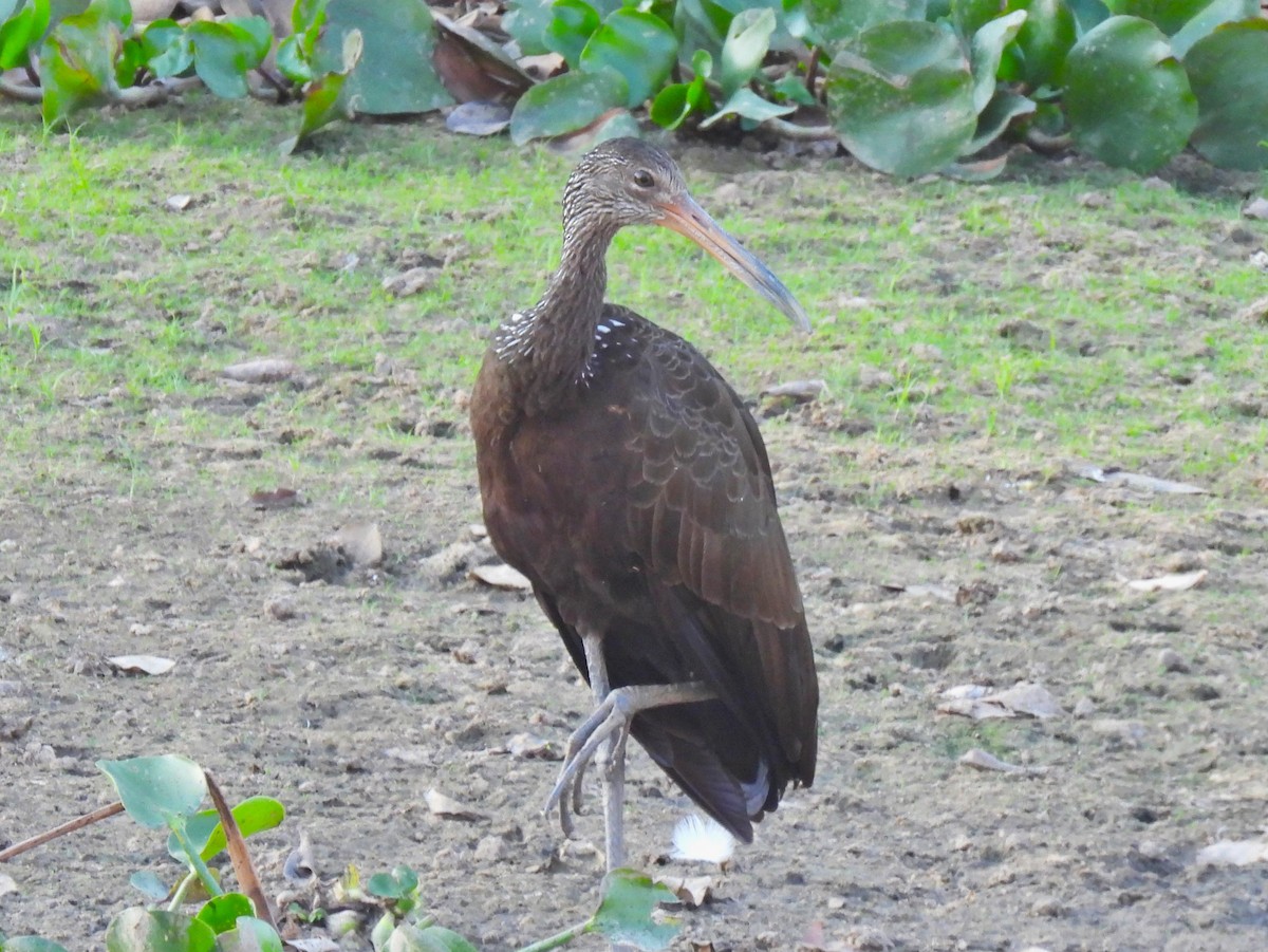 Limpkin (Brown-backed) - ML623349487