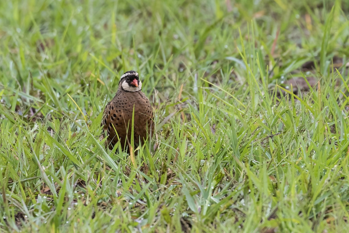 Painted Bush-Quail - ML623349488