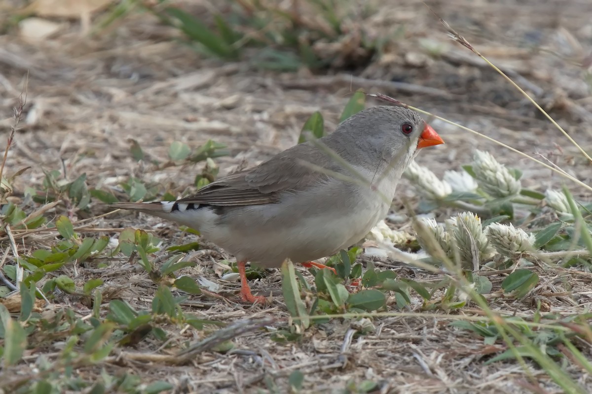 Zebra Finch - ML623349494