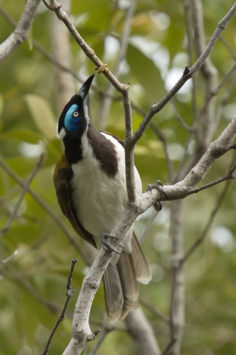 Blue-faced Honeyeater - ML623349512