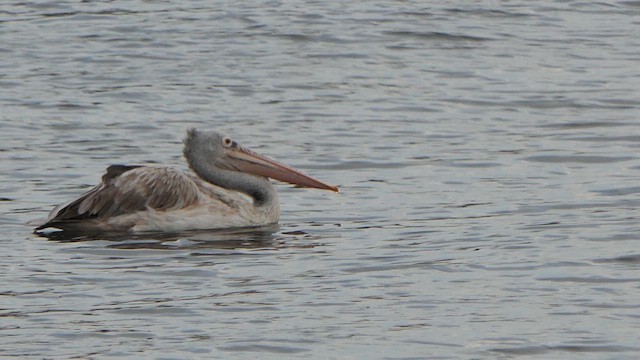 Spot-billed Pelican - ML623349530
