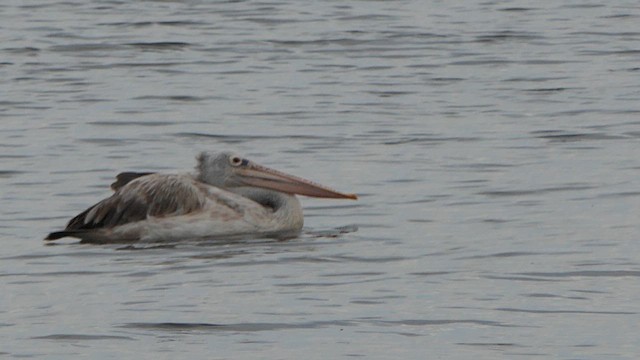 Spot-billed Pelican - ML623349534