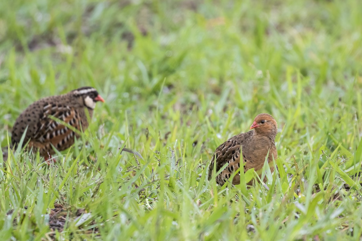 Painted Bush-Quail - Ramesh Shenai