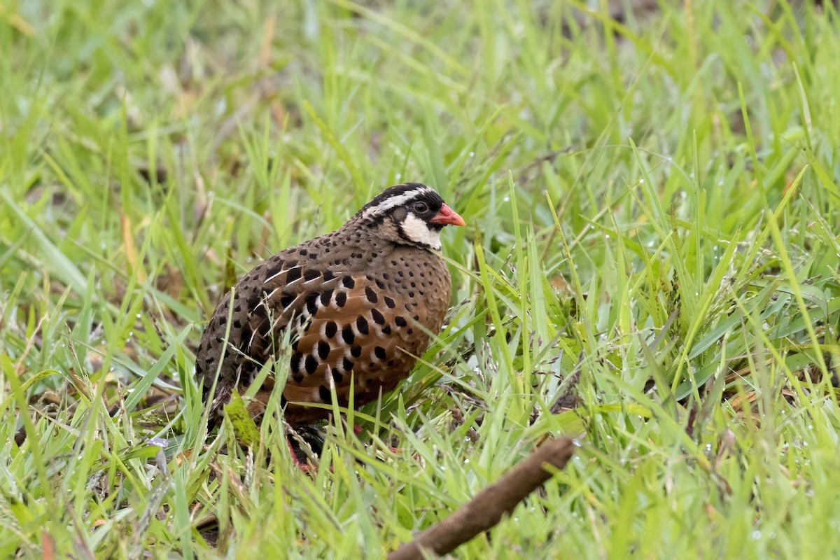 Painted Bush-Quail - ML623349569