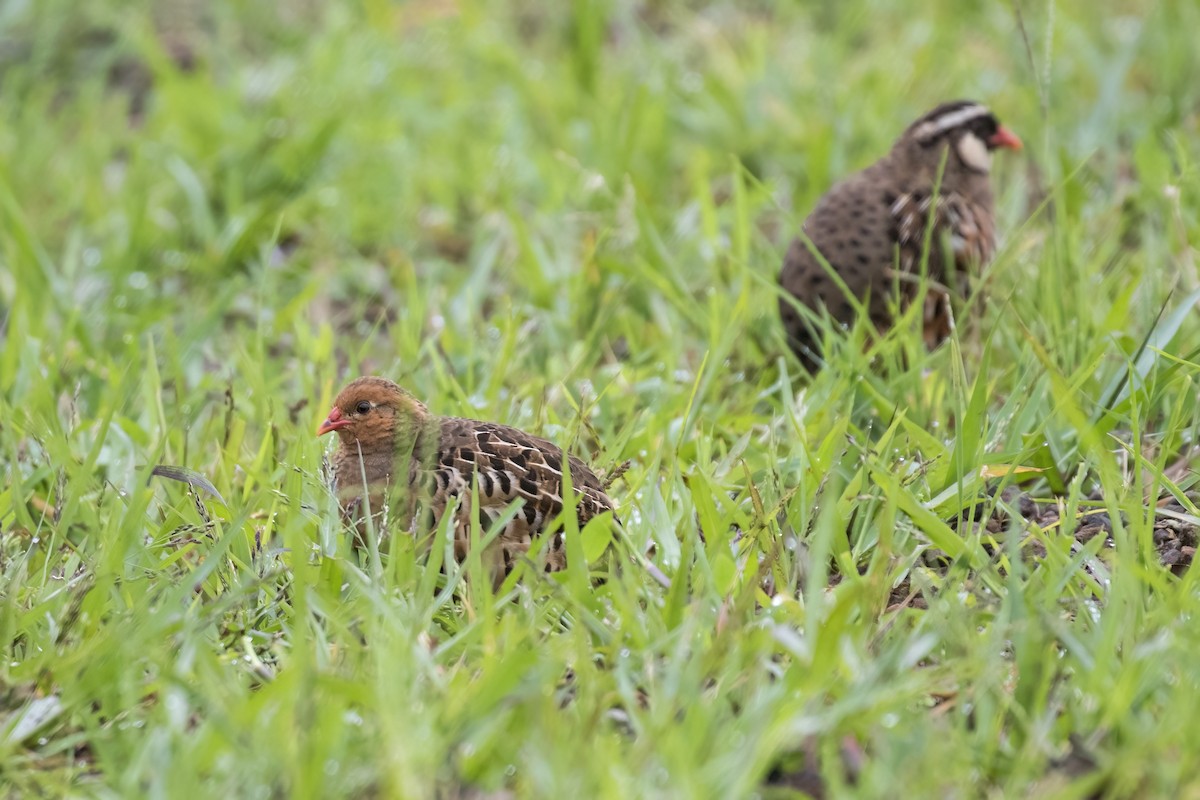 Painted Bush-Quail - Ramesh Shenai