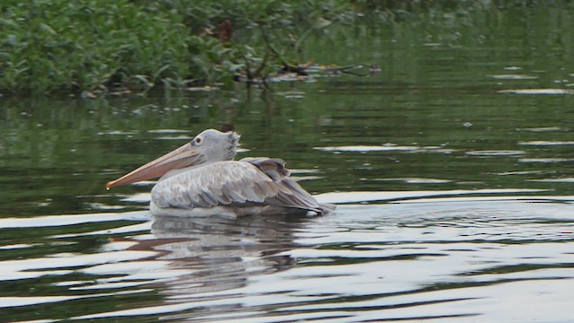 Spot-billed Pelican - ML623349578