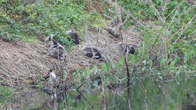 Indian Spot-billed Duck - ML623349580