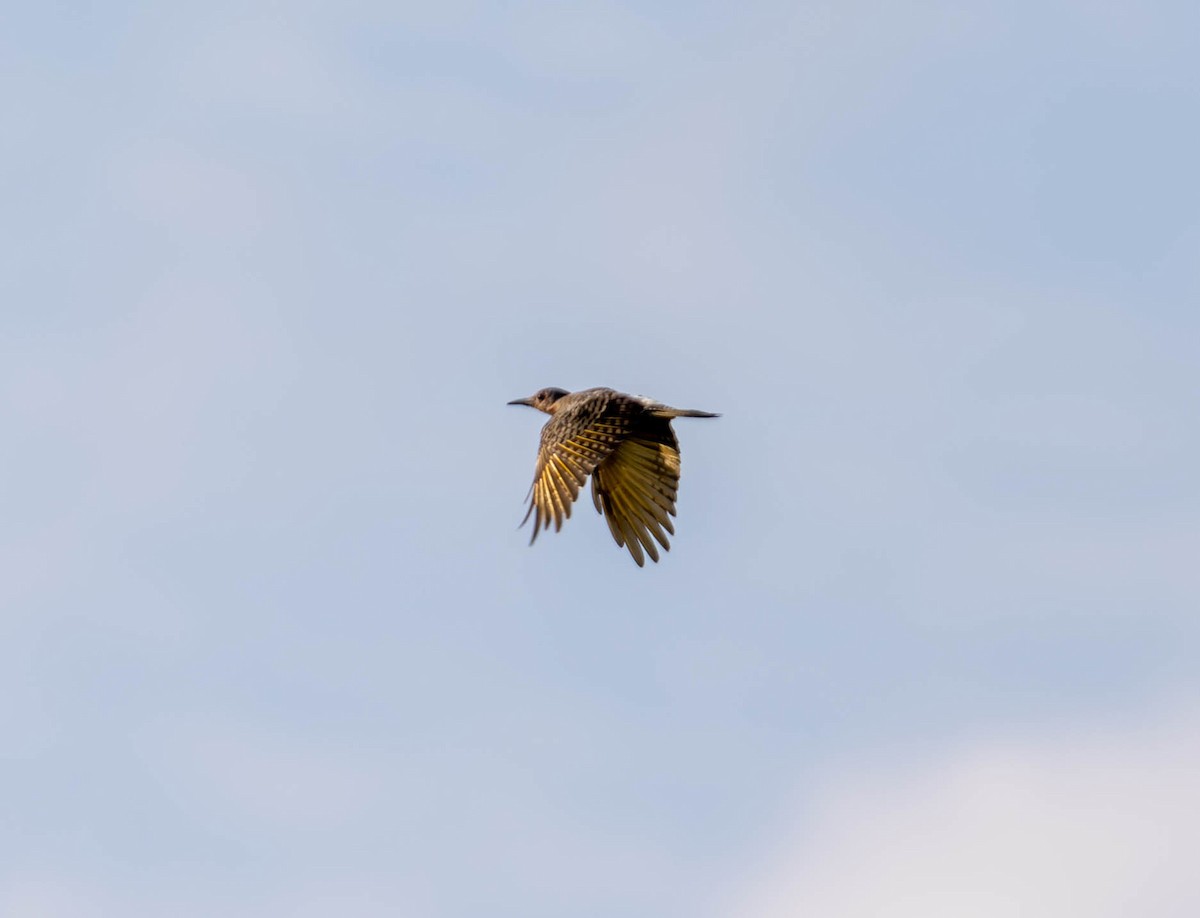 Northern Flicker - ML623349609