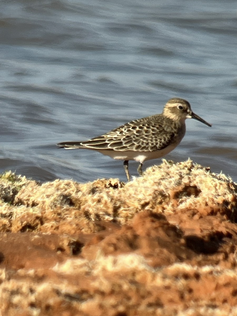 Baird's Sandpiper - ML623349734