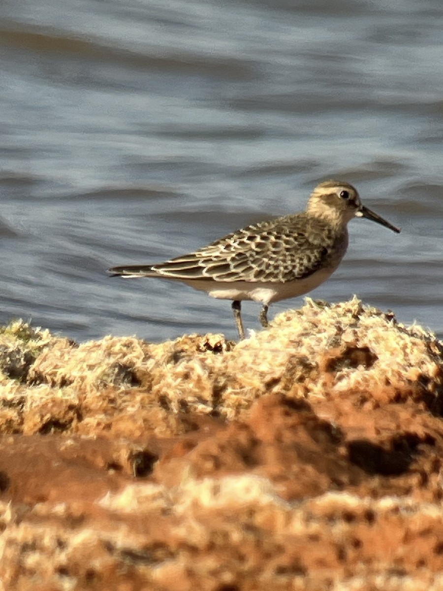 Baird's Sandpiper - ML623349735