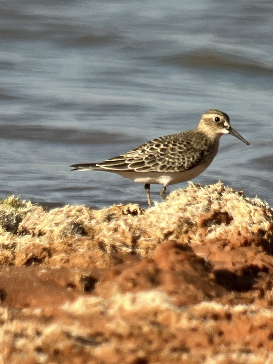 Baird's Sandpiper - ML623349736