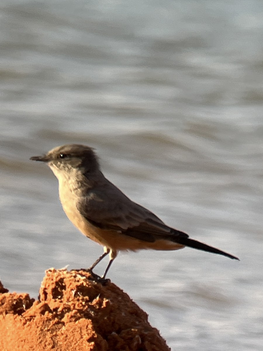 Say's Phoebe - ML623349796