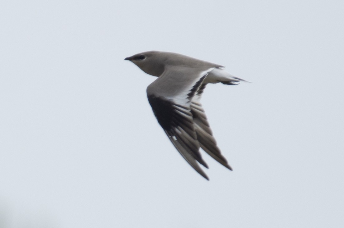 Small Pratincole - ML623349819