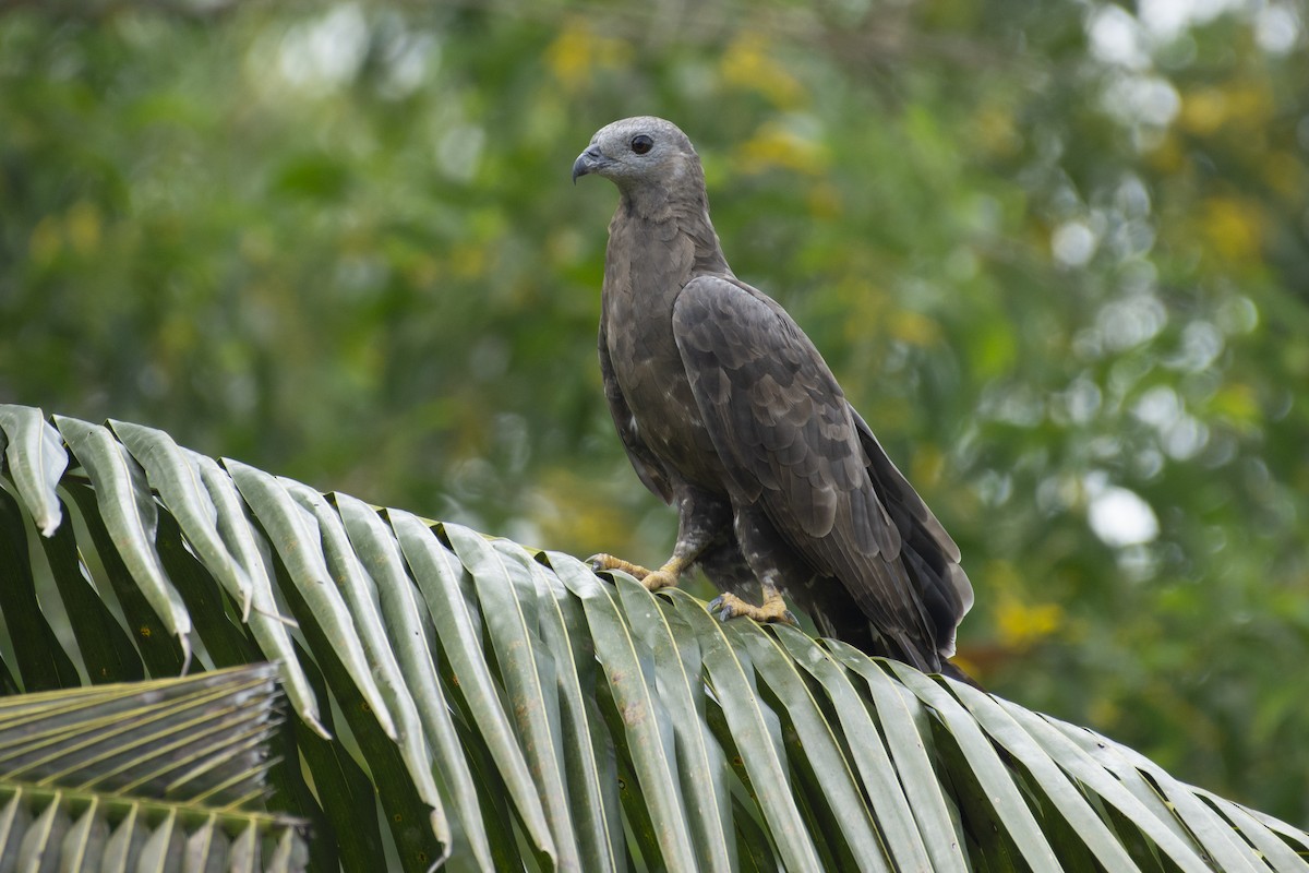 Oriental Honey-buzzard - ML623349835