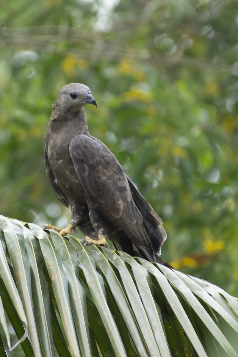 Oriental Honey-buzzard - ML623349836