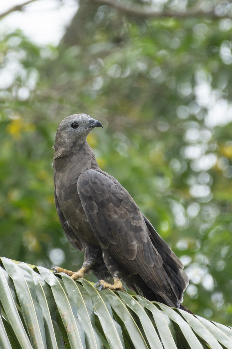 Oriental Honey-buzzard - ML623349837