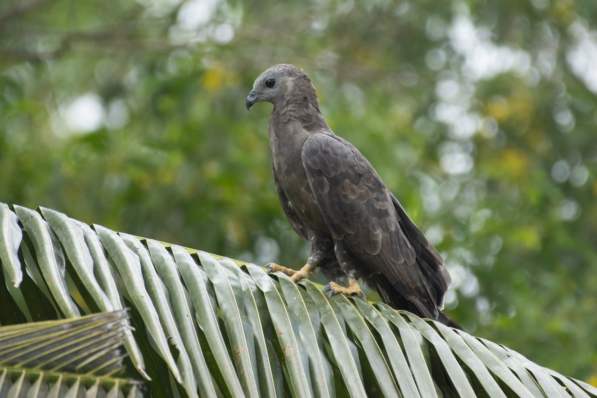 Oriental Honey-buzzard - ML623349838