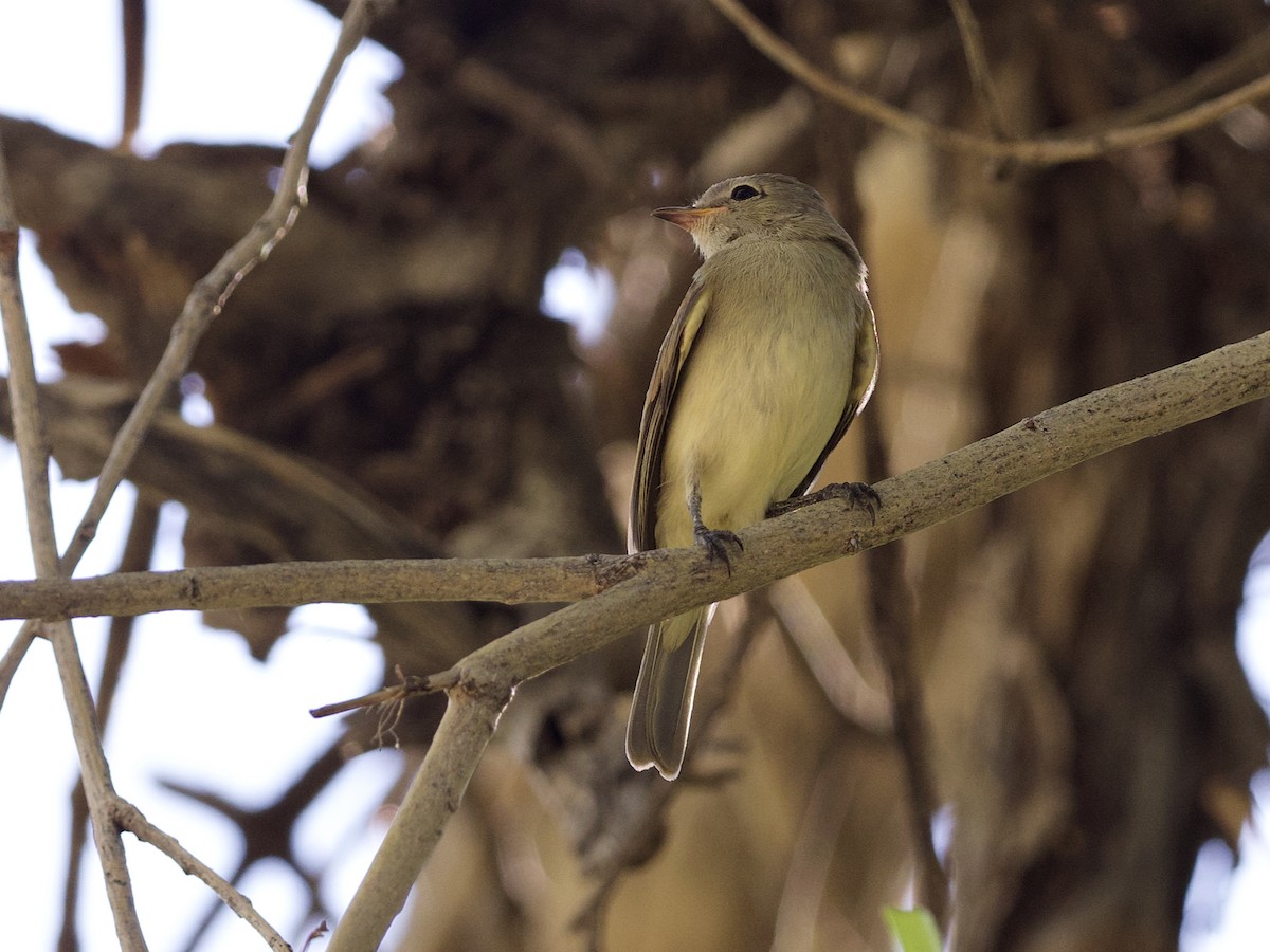 Northern Beardless-Tyrannulet - ML623349851