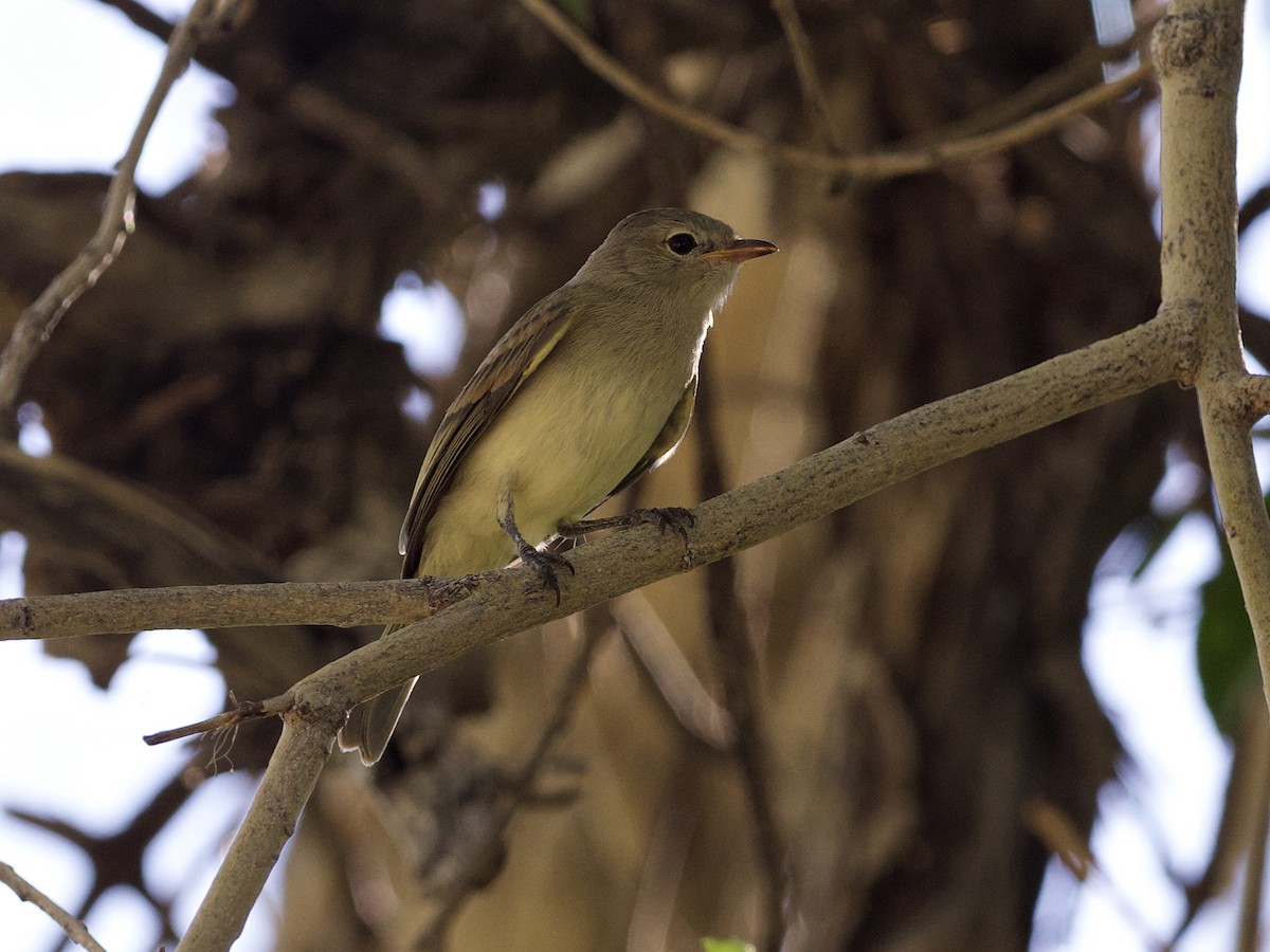 Northern Beardless-Tyrannulet - ML623349854