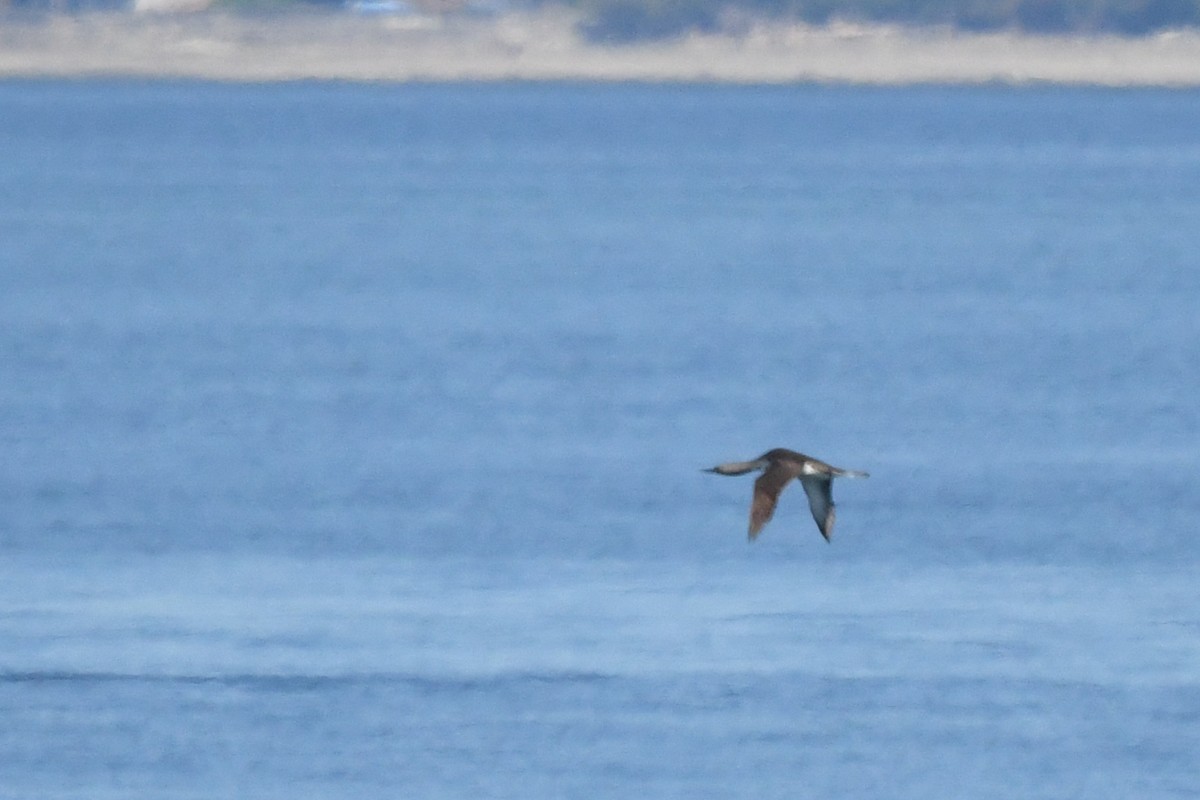 Red-throated Loon - ML623349864