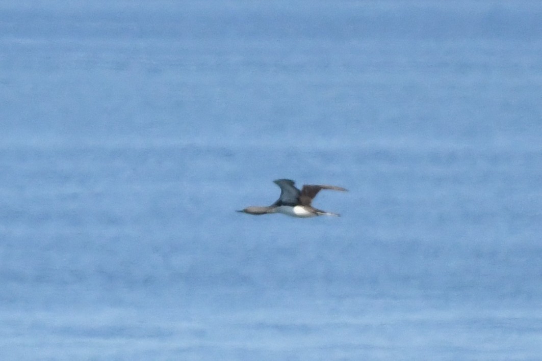 Red-throated Loon - ML623349865