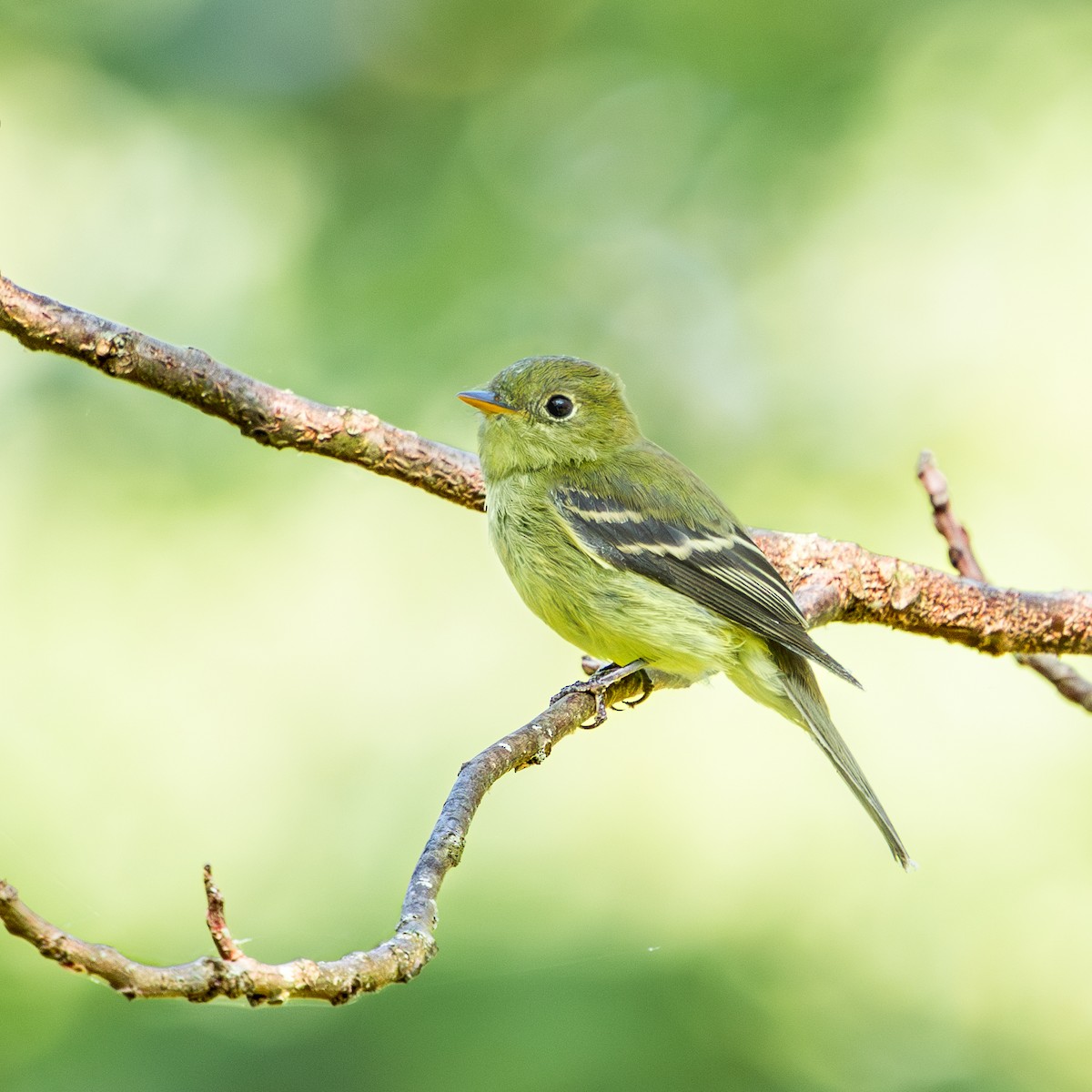 Yellow-bellied Flycatcher - Brad Reinhardt